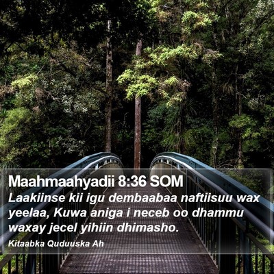 Maahmaahyadii 8:36 SOM Bible Verse Image