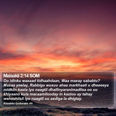 Malaakii 2:14 SOM Bible Verse Image