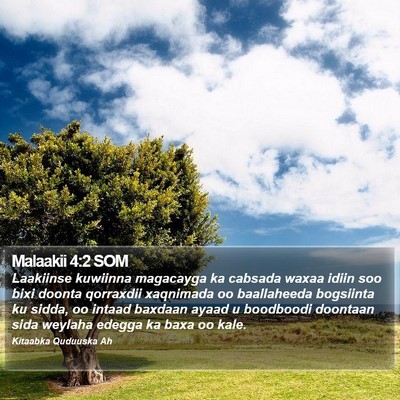 Malaakii 4:2 SOM Bible Verse Image