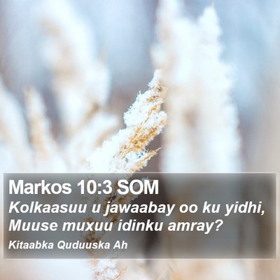 Markos 10:3 SOM Bible Verse Image