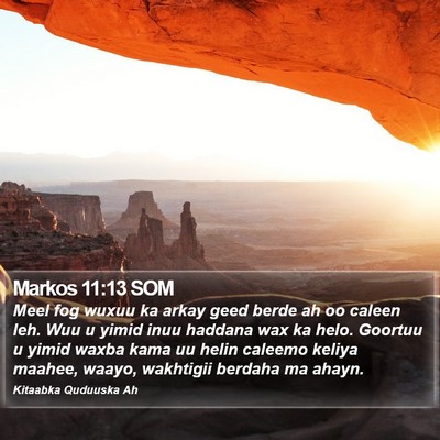 Markos 11:13 SOM Bible Verse Image