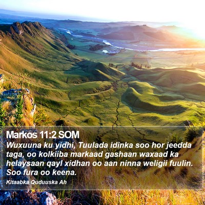 Markos 11:2 SOM Bible Verse Image