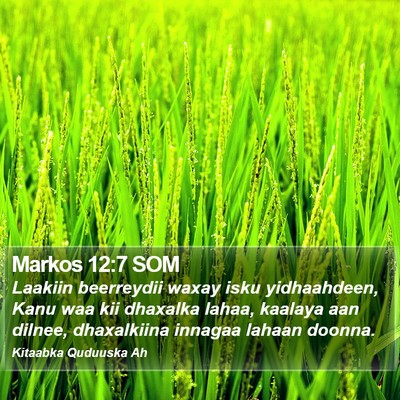 Markos 12:7 SOM Bible Verse Image