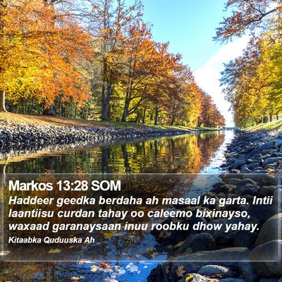 Markos 13:28 SOM Bible Verse Image
