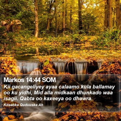 Markos 14:44 SOM Bible Verse Image