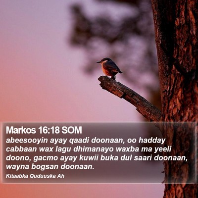 Markos 16:18 SOM Bible Verse Image