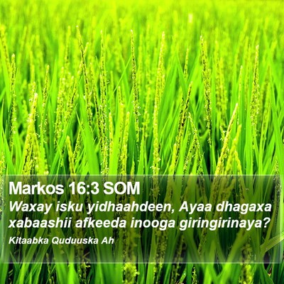 Markos 16:3 SOM Bible Verse Image