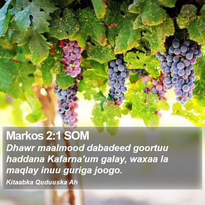 Markos 2:1 SOM Bible Verse Image