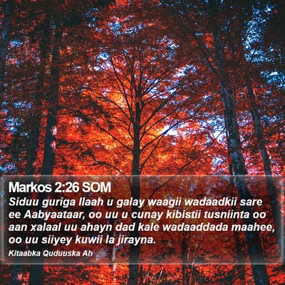 Markos 2:26 SOM Bible Verse Image