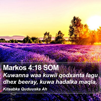 Markos 4:18 SOM Bible Verse Image