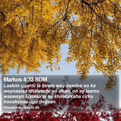 Markos 4:32 SOM Bible Verse Image