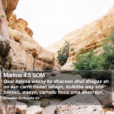 Markos 4:5 SOM Bible Verse Image