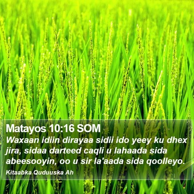 Matayos 10:16 SOM Bible Verse Image