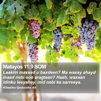 Matayos 11:9 SOM Bible Verse Image