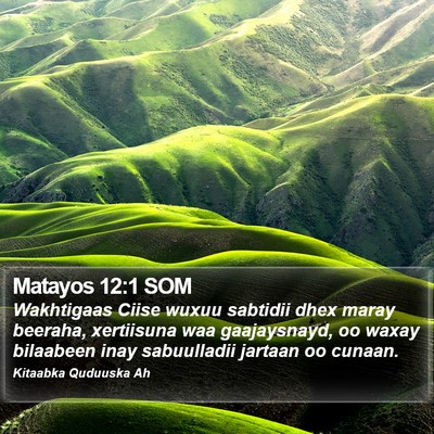 Matayos 12:1 SOM Bible Verse Image