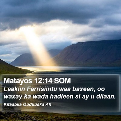 Matayos 12:14 SOM Bible Verse Image