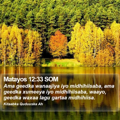 Matayos 12:33 SOM Bible Verse Image