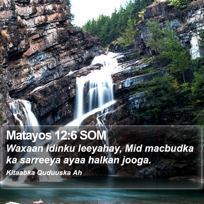 Matayos 12:6 SOM Bible Verse Image