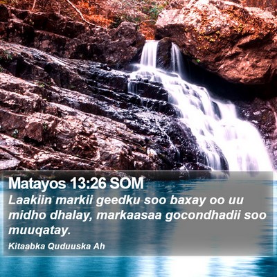 Matayos 13:26 SOM Bible Verse Image