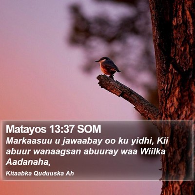 Matayos 13:37 SOM Bible Verse Image