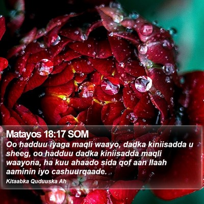 Matayos 18:17 SOM Bible Verse Image