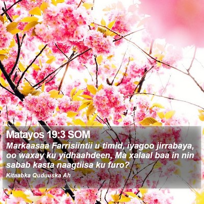 Matayos 19:3 SOM Bible Verse Image