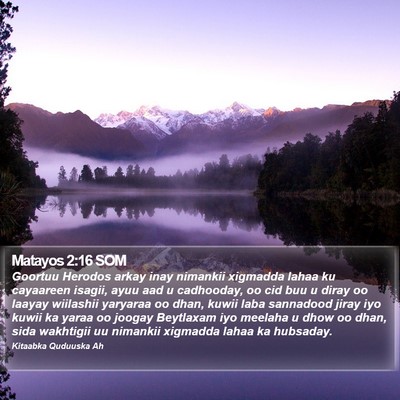 Matayos 2:16 SOM Bible Verse Image