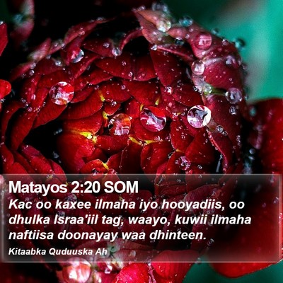 Matayos 2:20 SOM Bible Verse Image