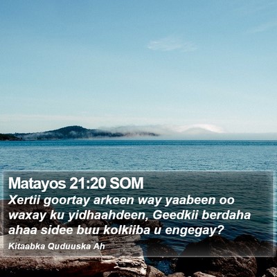 Matayos 21:20 SOM Bible Verse Image
