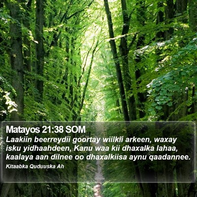 Matayos 21:38 SOM Bible Verse Image