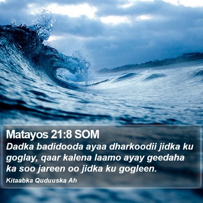 Matayos 21:8 SOM Bible Verse Image