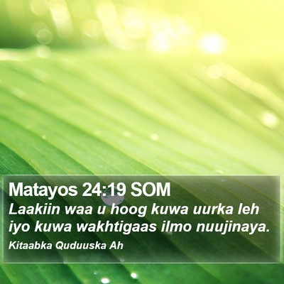 Matayos 24:19 SOM Bible Verse Image
