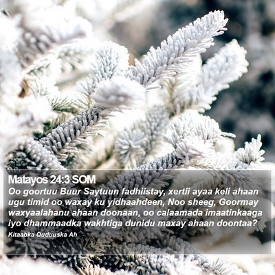 Matayos 24:3 SOM Bible Verse Image