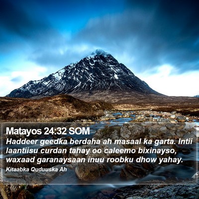 Matayos 24:32 SOM Bible Verse Image