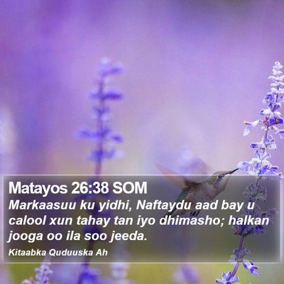 Matayos 26:38 SOM Bible Verse Image