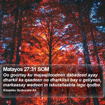 Matayos 27:31 SOM Bible Verse Image