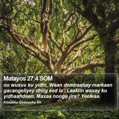 Matayos 27:4 SOM Bible Verse Image