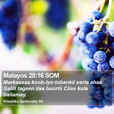 Matayos 28:16 SOM Bible Verse Image