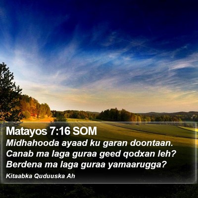 Matayos 7:16 SOM Bible Verse Image