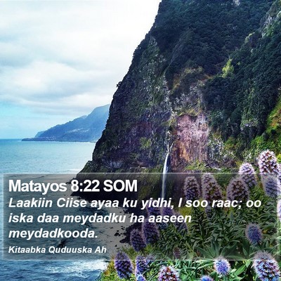 Matayos 8:22 SOM Bible Verse Image