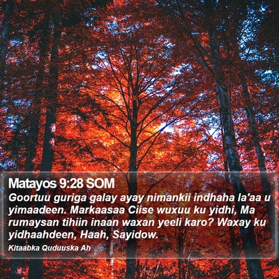 Matayos 9:28 SOM Bible Verse Image