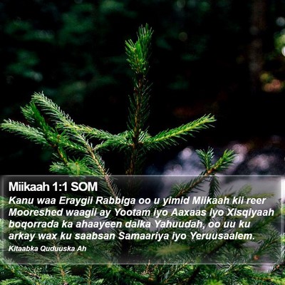 Miikaah 1:1 SOM Bible Verse Image
