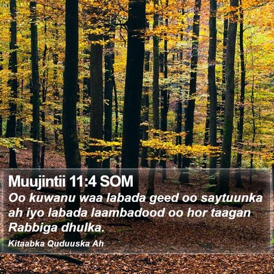 Muujintii 11:4 SOM Bible Verse Image
