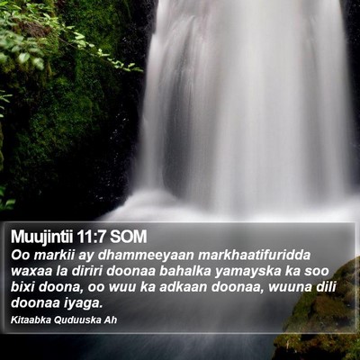 Muujintii 11:7 SOM Bible Verse Image