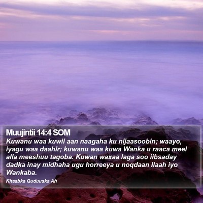 Muujintii 14:4 SOM Bible Verse Image