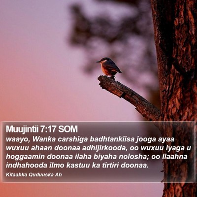 Muujintii 7:17 SOM Bible Verse Image