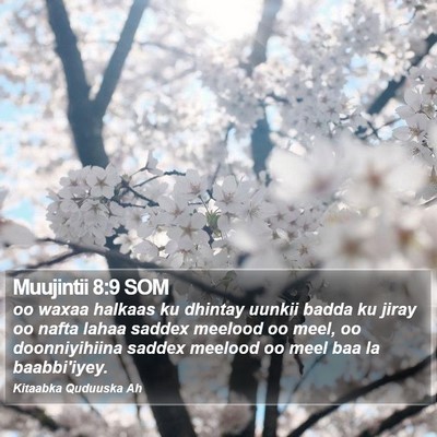 Muujintii 8:9 SOM Bible Verse Image
