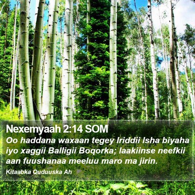 Nexemyaah 2:14 SOM Bible Verse Image