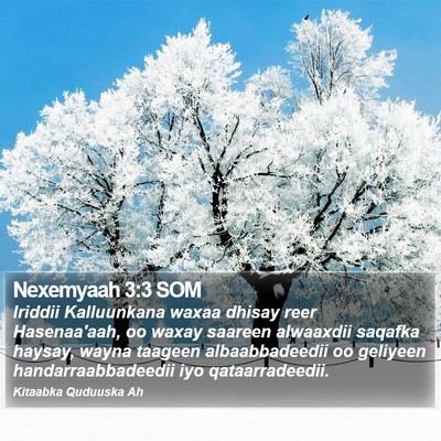 Nexemyaah 3:3 SOM Bible Verse Image