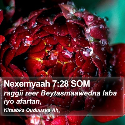 Nexemyaah 7:28 SOM Bible Verse Image